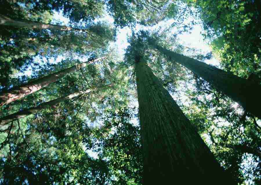 Forest Depths - Datacraft Sozaijiten  ></a>
<script language=JavaScript> 
  var txt = 
