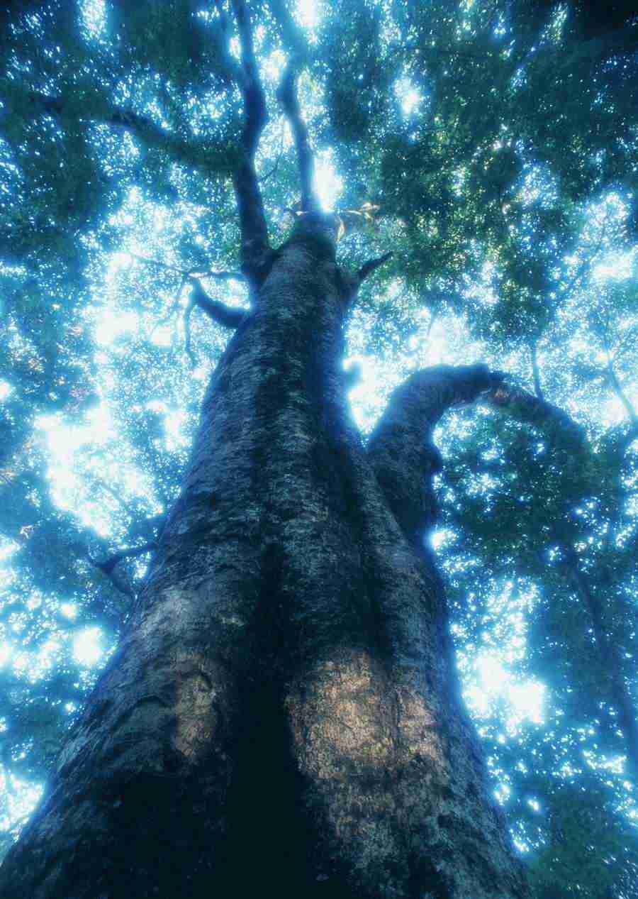 Forest Depths - Datacraft Sozaijiten  ></a>
<script language=JavaScript> 
  var txt = 
