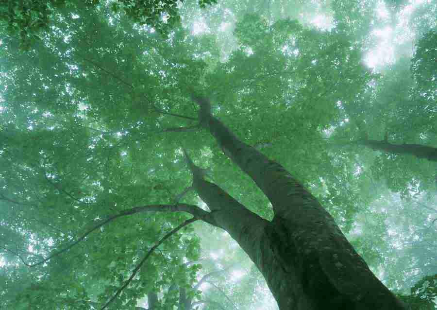 Forest Depths - Datacraft Sozaijiten  ></a>
<script language=JavaScript> 
  var txt = 