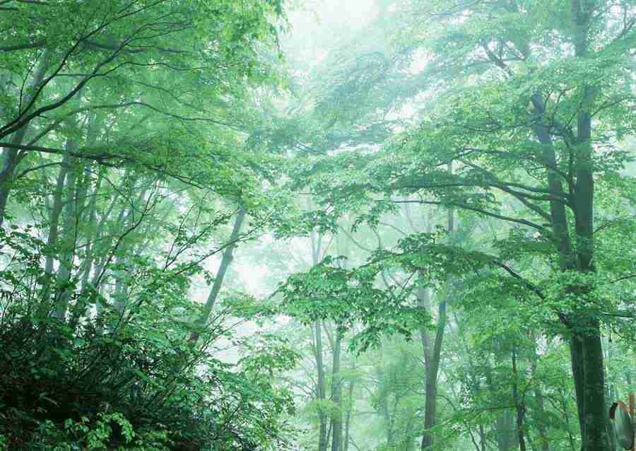 Forest Depths - Datacraft Sozaijiten  ></a>
<script language=JavaScript> 
  var txt = 