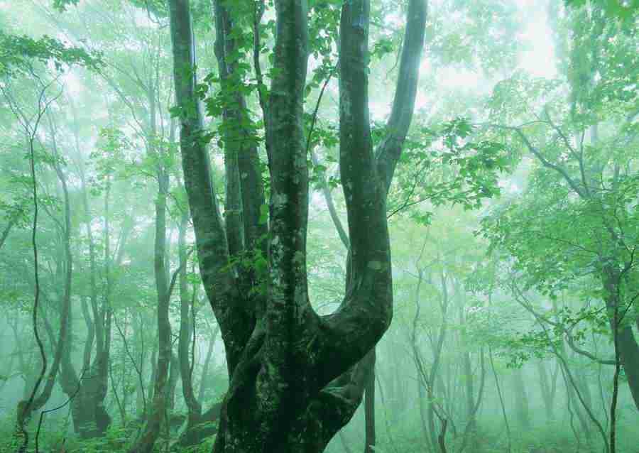 Forest Depths - Datacraft Sozaijiten  ></a>
<script language=JavaScript> 
  var txt = 