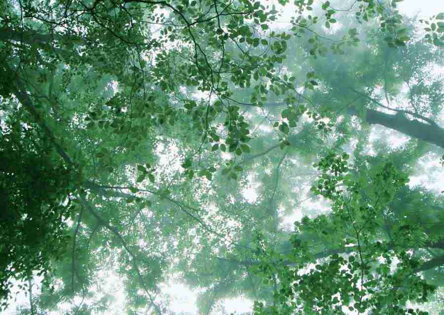 Forest Depths - Datacraft Sozaijiten  ></a>
<script language=JavaScript> 
  var txt = 