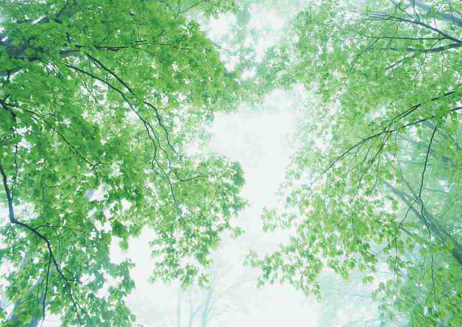 Forest Depths - Datacraft Sozaijiten  ></a>
<script language=JavaScript> 
  var txt = 