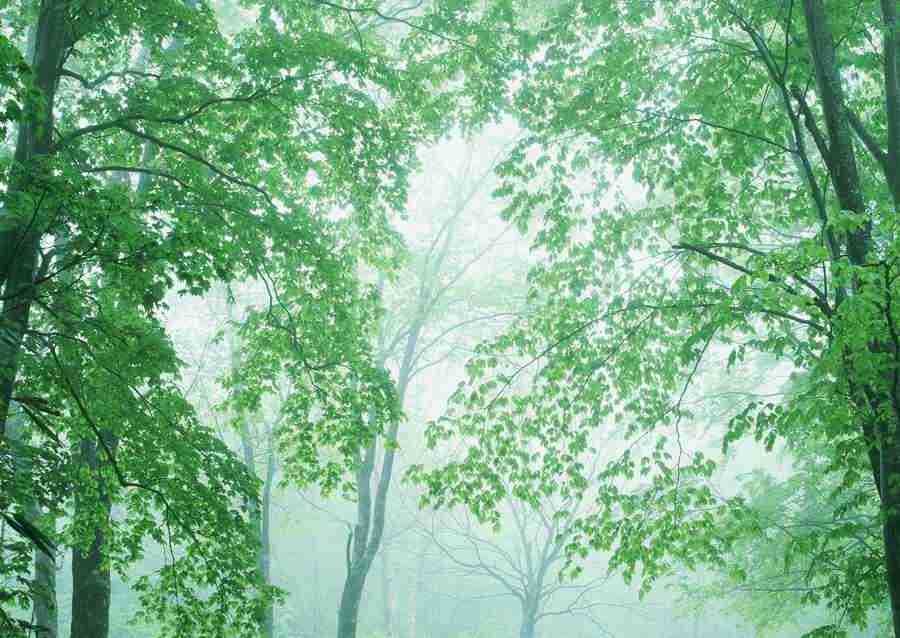 Forest Depths - Datacraft Sozaijiten  ></a>
<script language=JavaScript> 
  var txt = 