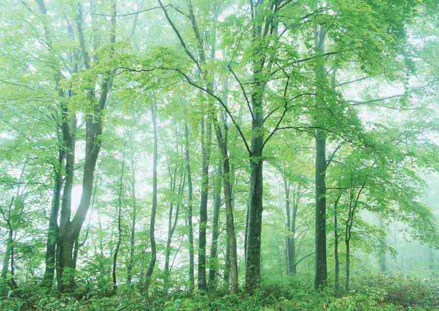 Forest Depths - Datacraft Sozaijiten  ></a>
<script language=JavaScript> 
  var txt = 