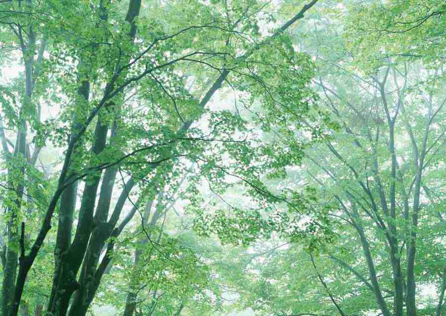 Forest Depths - Datacraft Sozaijiten  ></a>
<script language=JavaScript> 
  var txt = 