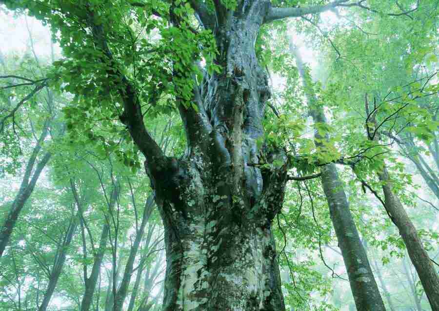 Forest Depths - Datacraft Sozaijiten  ></a>
<script language=JavaScript> 
  var txt = 