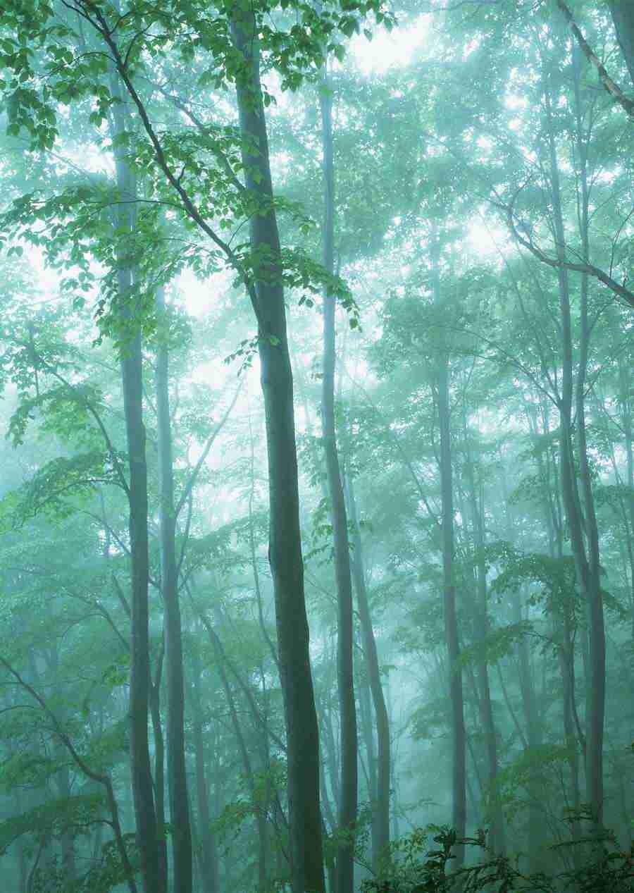 Forest Depths - Datacraft Sozaijiten  ></a>
<script language=JavaScript> 
  var txt = 