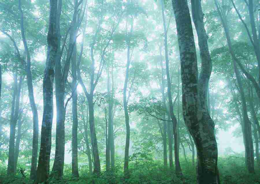 Forest Depths - Datacraft Sozaijiten  ></a>
<script language=JavaScript> 
  var txt = 