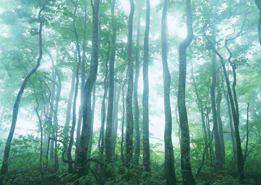 Forest Depths - Datacraft Sozaijiten  ></a>
<script language=JavaScript> 
  var txt = 