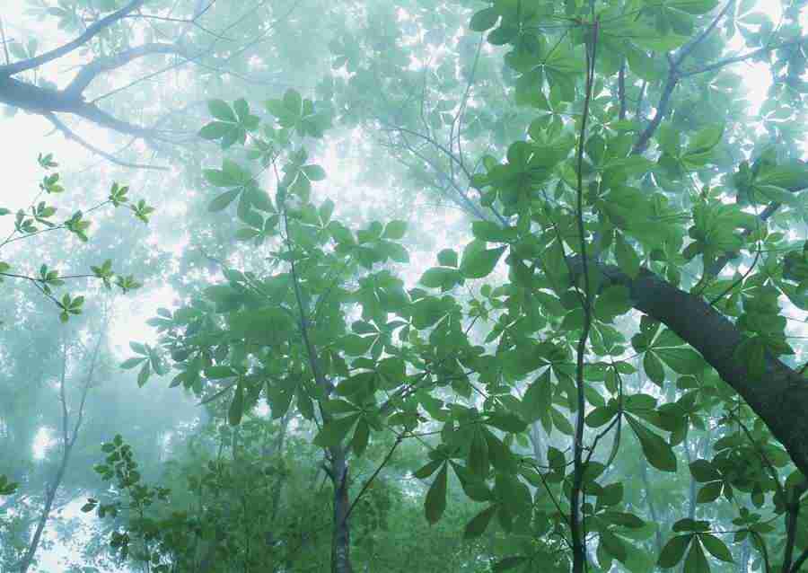 Forest Depths - Datacraft Sozaijiten  ></a>
<script language=JavaScript> 
  var txt = 