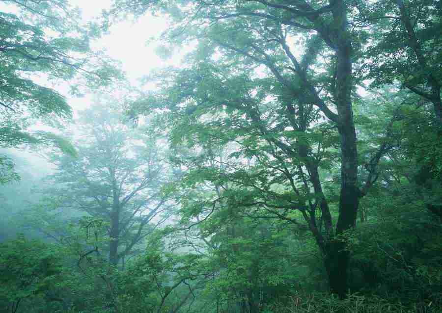Forest Depths - Datacraft Sozaijiten  ></a>
<script language=JavaScript> 
  var txt = 