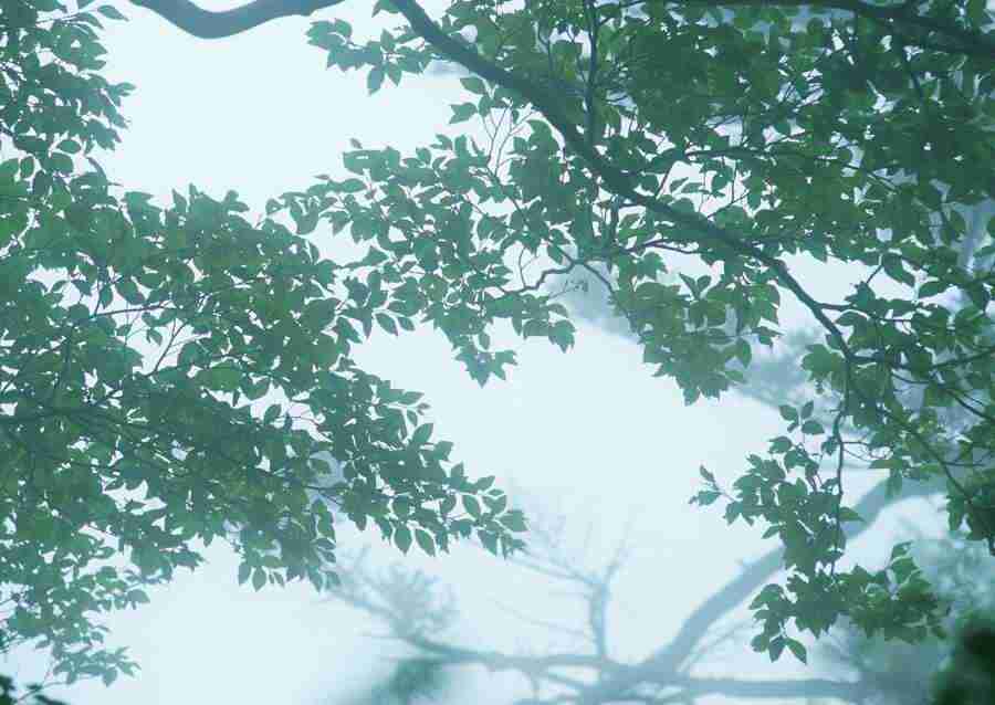 Forest Depths - Datacraft Sozaijiten  ></a>
<script language=JavaScript> 
  var txt = 