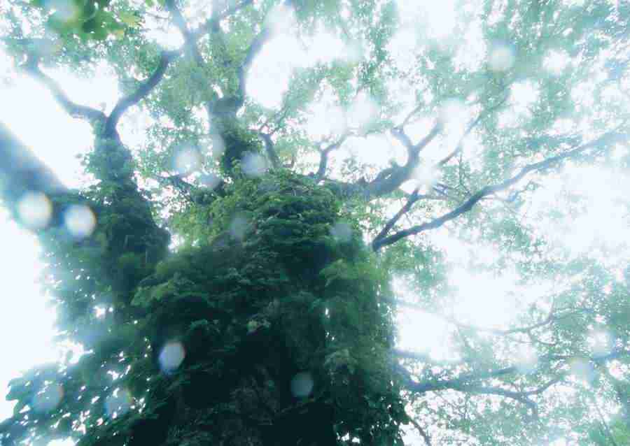 Forest Depths - Datacraft Sozaijiten  ></a>
<script language=JavaScript> 
  var txt = 