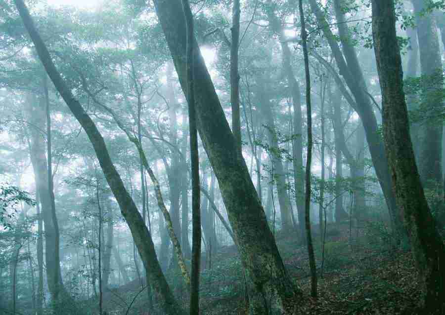 Forest Depths - Datacraft Sozaijiten  ></a>
<script language=JavaScript> 
  var txt = 