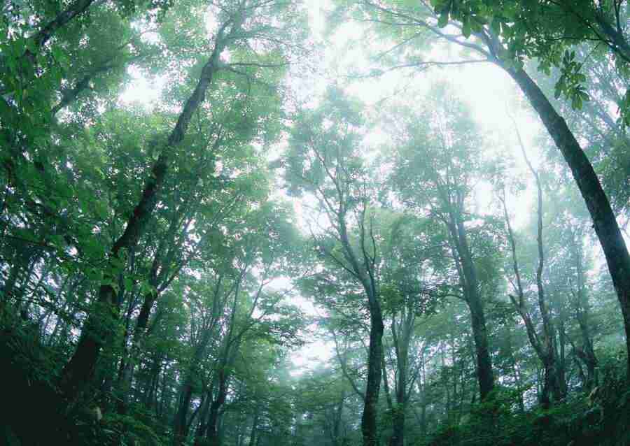 Forest Depths - Datacraft Sozaijiten  ></a>
<script language=JavaScript> 
  var txt = 