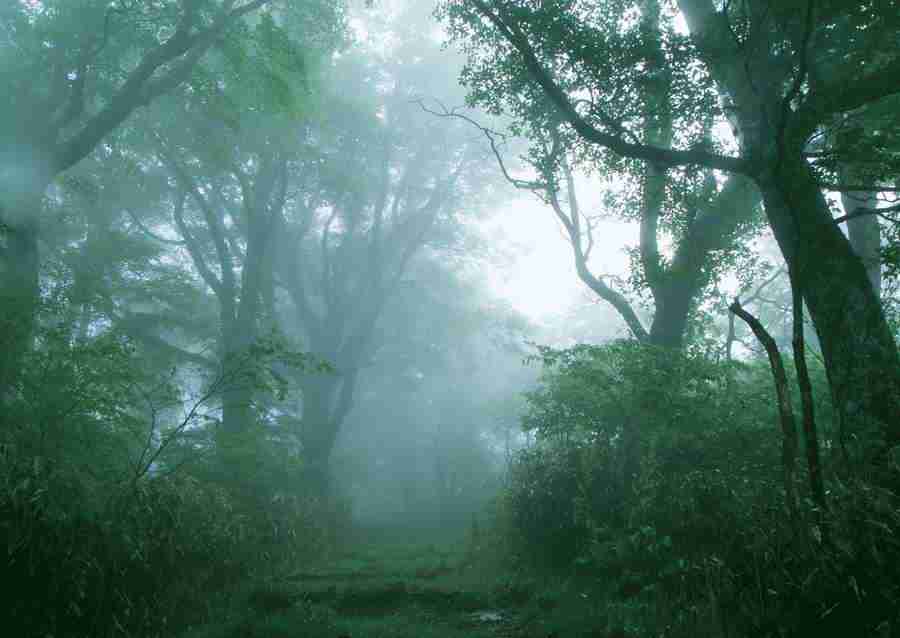 Forest Depths - Datacraft Sozaijiten  ></a>
<script language=JavaScript> 
  var txt = 