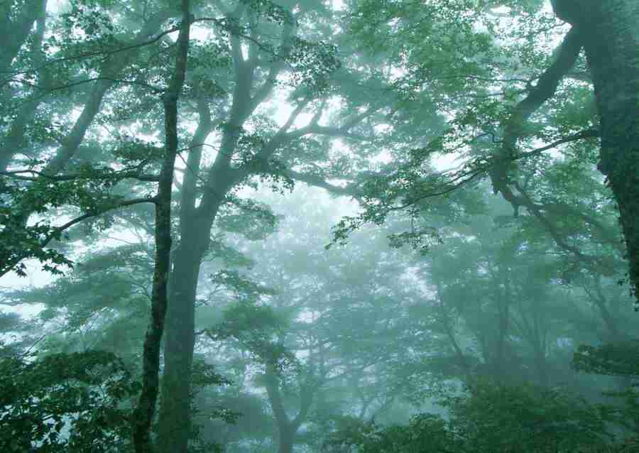 Forest Depths - Datacraft Sozaijiten  ></a>
<script language=JavaScript> 
  var txt = 