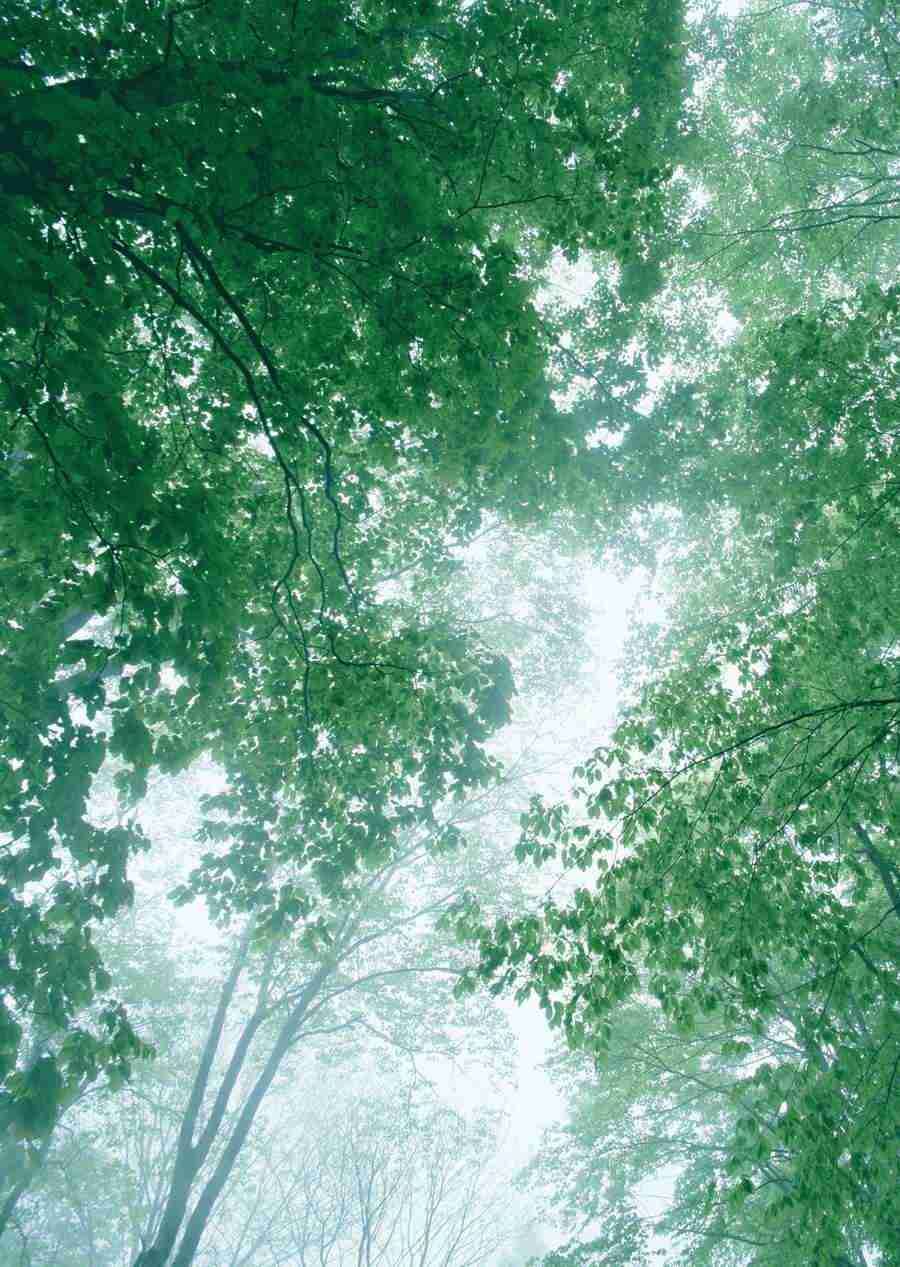 Forest Depths - Datacraft Sozaijiten  ></a>
<script language=JavaScript> 
  var txt = 