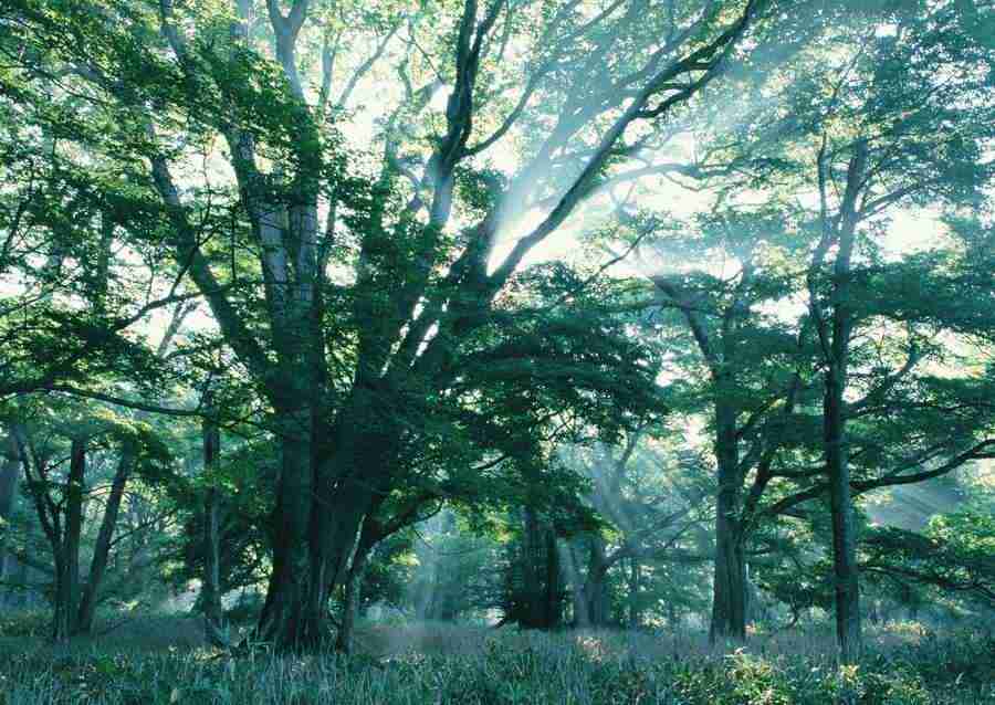 Forest Depths - Datacraft Sozaijiten  ></a>
<script language=JavaScript> 
  var txt = 