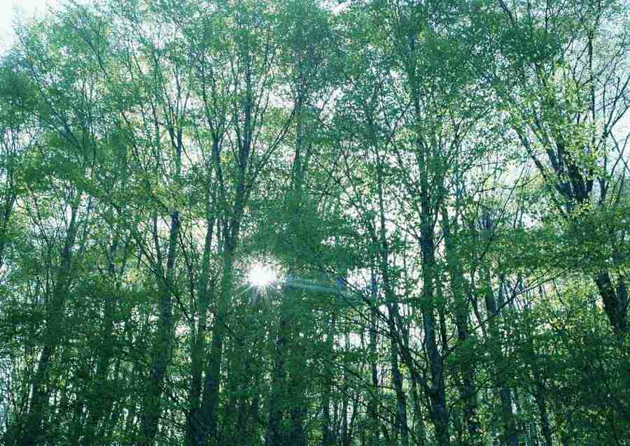Forest Depths - Datacraft Sozaijiten  ></a>
<script language=JavaScript> 
  var txt = 