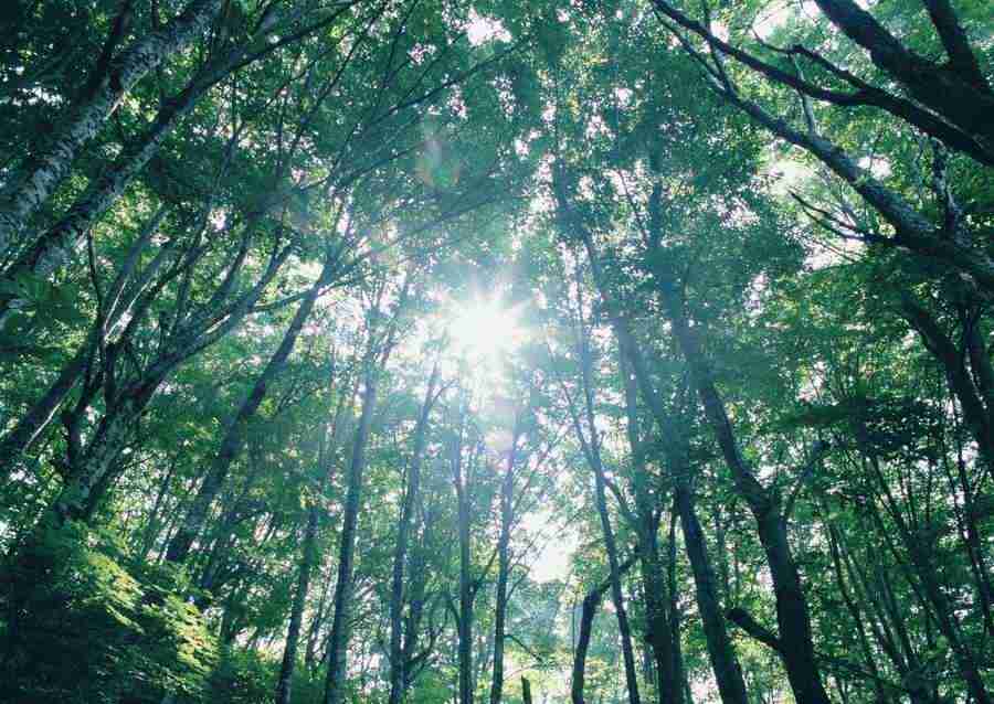 Forest Depths - Datacraft Sozaijiten  ></a>
<script language=JavaScript> 
  var txt = 