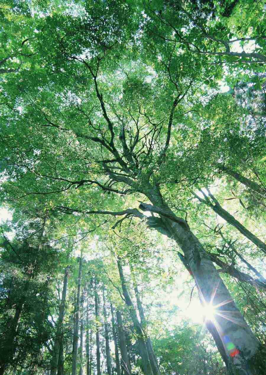 Forest Depths - Datacraft Sozaijiten  ></a>
<script language=JavaScript> 
  var txt = 