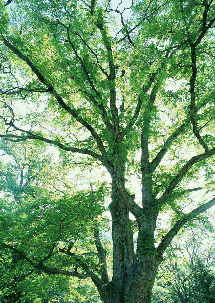 Forest Depths - Datacraft Sozaijiten  ></a>
<script language=JavaScript> 
  var txt = 