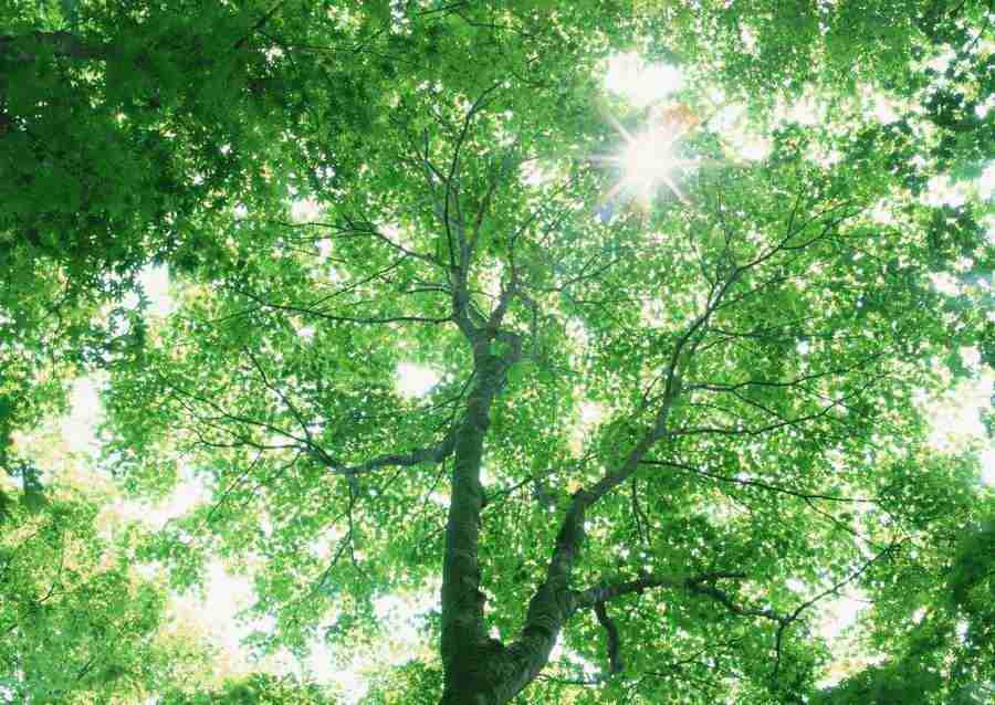 Forest Depths - Datacraft Sozaijiten  ></a>
<script language=JavaScript> 
  var txt = 