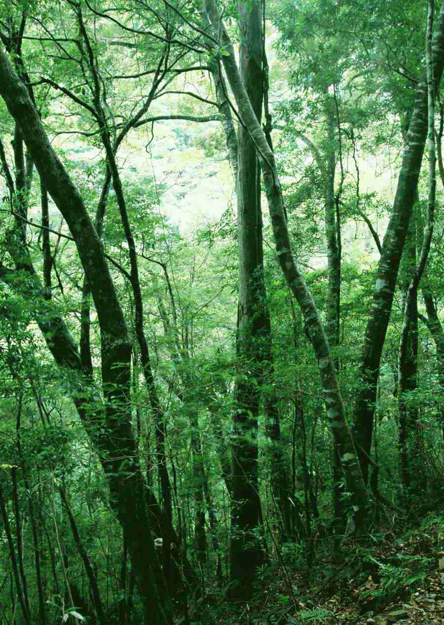 Forest Depths - Datacraft Sozaijiten  ></a>
<script language=JavaScript> 
  var txt = 