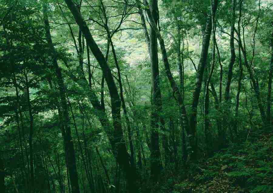 Forest Depths - Datacraft Sozaijiten  ></a>
<script language=JavaScript> 
  var txt = 