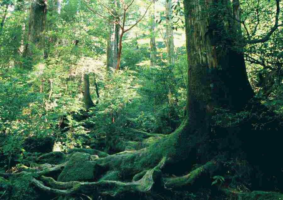 Forest Depths - Datacraft Sozaijiten  ></a>
<script language=JavaScript> 
  var txt = 