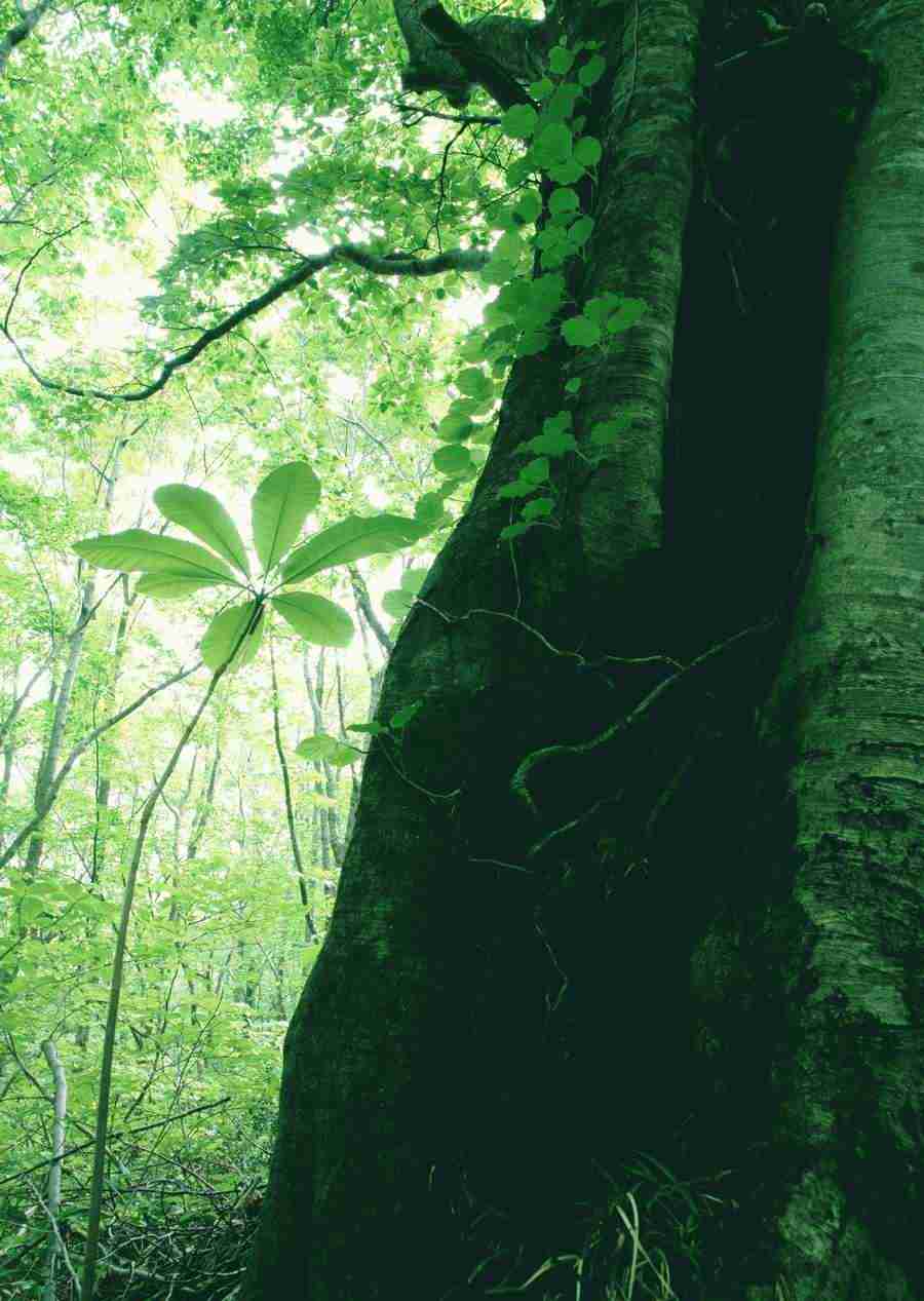 Forest Depths - Datacraft Sozaijiten  ></a>
<script language=JavaScript> 
  var txt = 