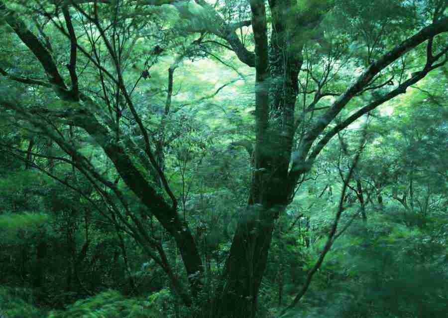 Forest Depths - Datacraft Sozaijiten  ></a>
<script language=JavaScript> 
  var txt = 
