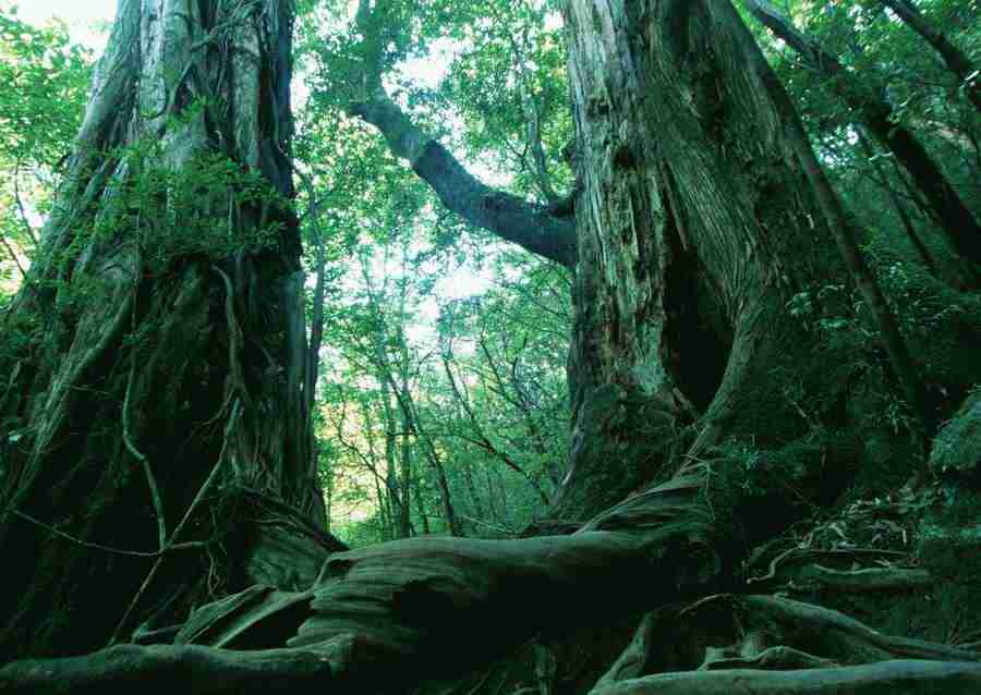 Forest Depths - Datacraft Sozaijiten  ></a>
<script language=JavaScript> 
  var txt = 