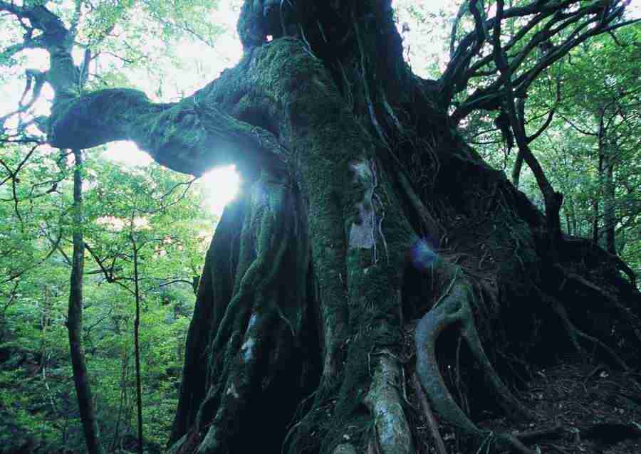 Forest Depths - Datacraft Sozaijiten  ></a>
<script language=JavaScript> 
  var txt = 