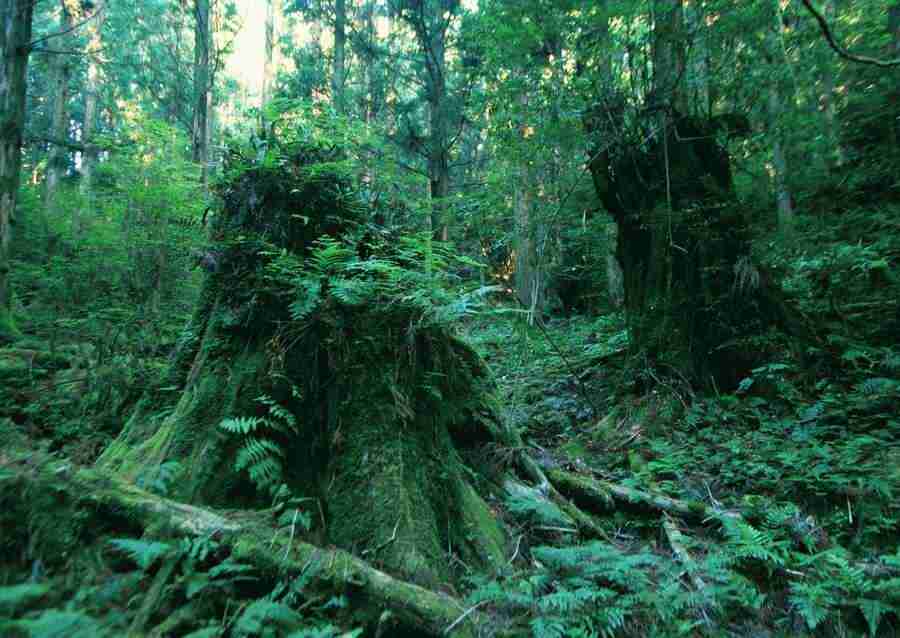 Forest Depths - Datacraft Sozaijiten  ></a>
<script language=JavaScript> 
  var txt = 