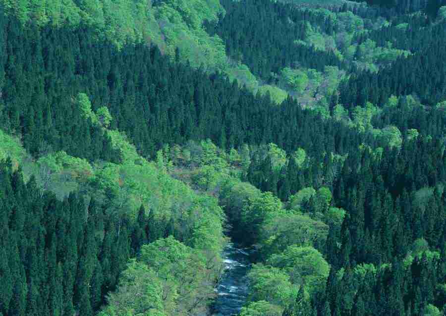 Forest Depths - Datacraft Sozaijiten  ></a>
<script language=JavaScript> 
  var txt = 