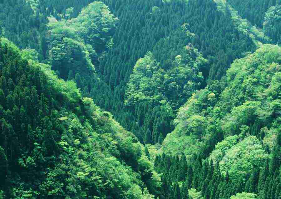 Forest Depths - Datacraft Sozaijiten  ></a>
<script language=JavaScript> 
  var txt = 