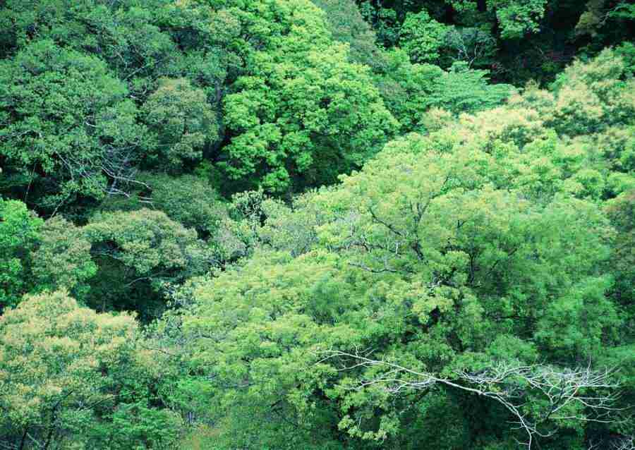 Forest Depths - Datacraft Sozaijiten  ></a>
<script language=JavaScript> 
  var txt = 