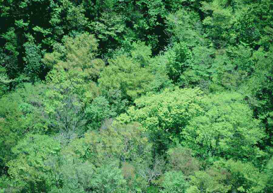 Forest Depths - Datacraft Sozaijiten  ></a>
<script language=JavaScript> 
  var txt = 