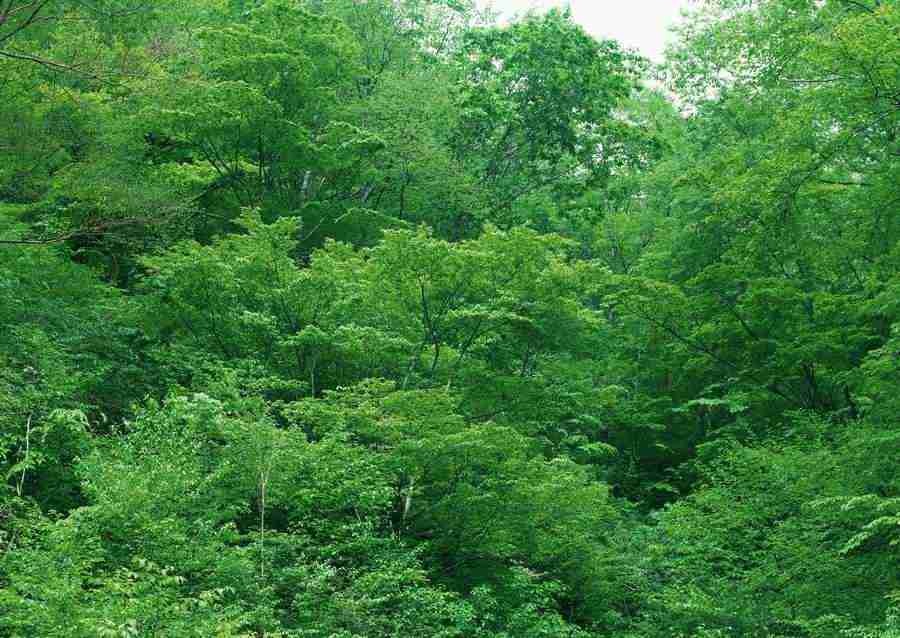 Forest Depths - Datacraft Sozaijiten  ></a>
<script language=JavaScript> 
  var txt = 