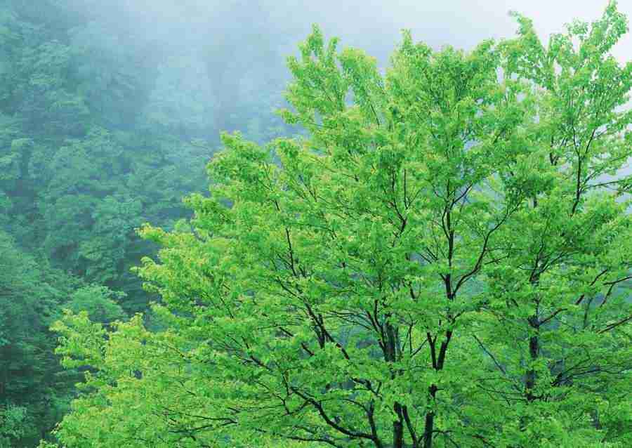 Forest Depths - Datacraft Sozaijiten  ></a>
<script language=JavaScript> 
  var txt = 