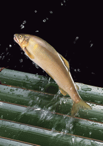 Datacraft Sozaijiten : Fresh Fish 