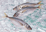 Datacraft Sozaijiten : Fresh Fish 