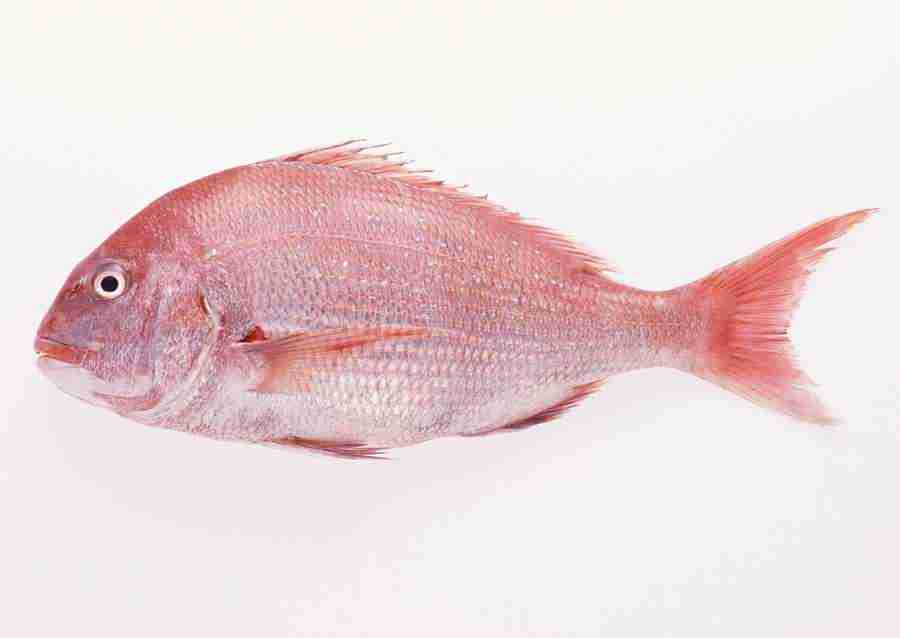 Fresh Fish - Datacraft Sozaijiten  ></a>
<script language=JavaScript> 
  var txt = 