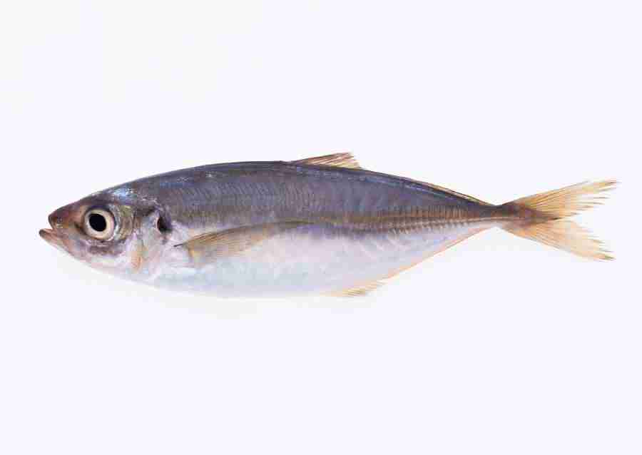 Fresh Fish - Datacraft Sozaijiten  ></a>
<script language=JavaScript> 
  var txt = 