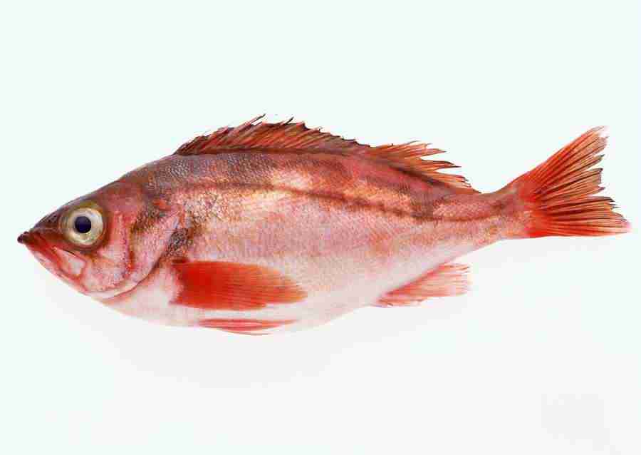 Fresh Fish - Datacraft Sozaijiten  ></a>
<script language=JavaScript> 
  var txt = 