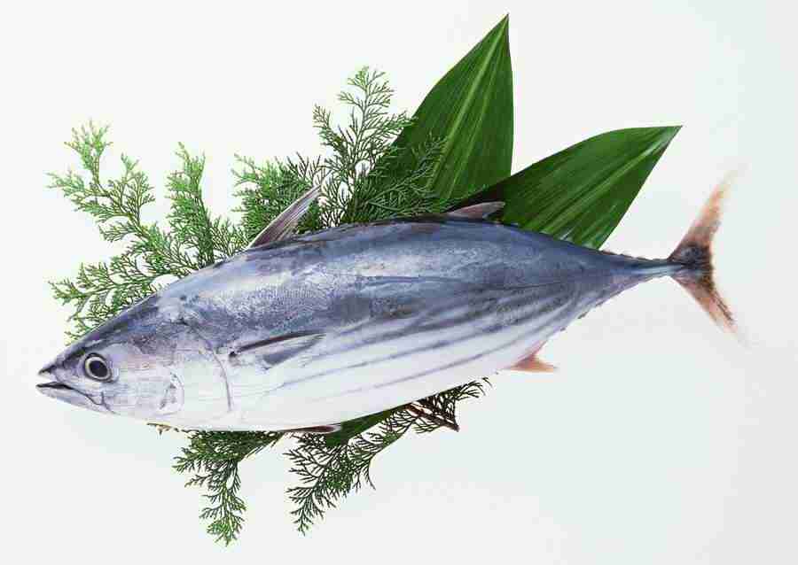 Fresh Fish - Datacraft Sozaijiten  ></a>
<script language=JavaScript> 
  var txt = 