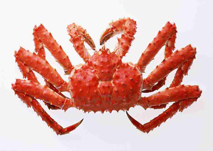 Fresh Fish - Datacraft Sozaijiten  ></a>
<script language=JavaScript> 
  var txt = 